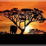 Spalanzani Africa